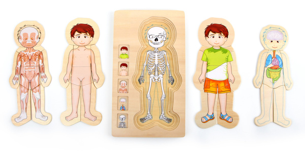 Puzzle edukacyjne Anatomia budowa ciała Chłopiec